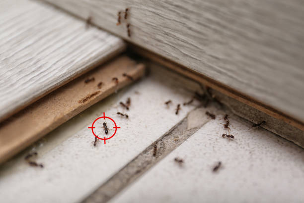 Best Mosquito Control Services  in Urbana, OH