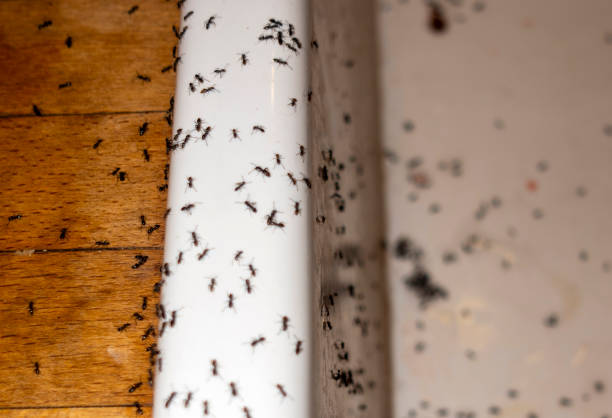 Wasp Removal Services in Urbana, OH
